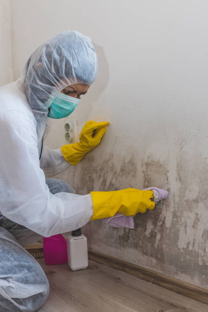 Best Mold Documentation for Insurance Claims  in Lakeview, MI