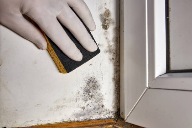 Best Commercial Mold Inspection  in Lakeview, MI